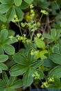 Alchemilla nitida,Glaenzender Frauenmantel,Lady's Mantle