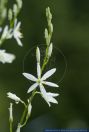 Anthericum liliago,Astlose Graslilie,St Bernard's lily