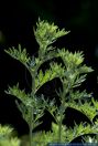 Artemisia absinthium,Wermut,Wormwood