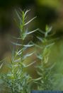 Artemisia dracunculus,Estragon,Tarragon