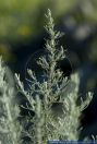 Artemisia maritima,Strand-Beifuss,Sea wormwood