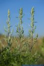 Artemisia vulgaris,Echter Beifuss,Common Wormwood