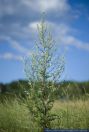 Artemisia vulgaris,Echter Beifuss,Common Wormwood