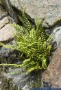 Asplenium trichomanes,Braunstieliger Streifenfarn,Common Spleenwort
