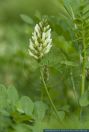 Astragalus cicer,Kicher-Tragant,Cicer milkvetch