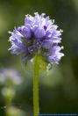 Campanula cervicaria,Borstige Glockenblume,Bristly bellflower