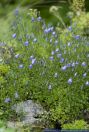 Campanula cochleariifolia,Zwerg-Glockenblume,Fairies Thimbles
