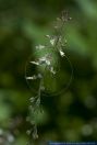 Circaea lutetiana,Grosses Hexenkraut,Enchanter's nightshade,broadleaf enchanter's nightshade