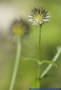 Dipsacus pillosus,Behaarte Karde,Schlanke Karde,Small Teasel,Yellow-flowered Teasel