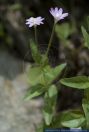 Epilobium collinum