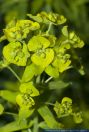 Euphorbia dulcis,Suesse Wolfsmilch,Sweet spurge