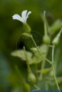 Geranium robertianum,Gemeiner Storchschnabel,Ruprechts Storchschnabel,Ruprechtskraut,Stink-Storchschnabel,Herb Robert