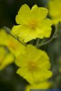 Halimium halimifolium,Gelbe Zistrose,Yellow Sun Rose
