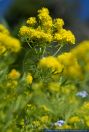 Tansy-Leaved Rocket