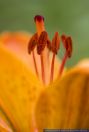Lilium bulbiferum,Feuerlilie,Orange Lily