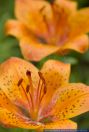Lilium bulbiferum,Feuerlilie,Orange Lily