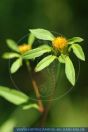 Bidens frondosa, Schwarzfrüchtiger Zweizahn, Devil's beggartick 