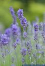 Lavandula angustifolia,Lavendel,Lavender