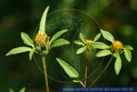 Bidens frondosa, Schwarzfrüchtiger Zweizahn, Devil's beggartick 