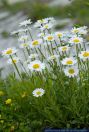 Leucanthemopsis alpina,Alpen-Margerite,Alpine Moon Daisy