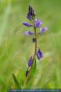 Polygala vulgaris, Gewöhnliches Kreuzblümchen, Milkwort 