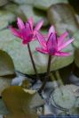 Nymphaea rubra,Rote Lotusblume,India red water lily