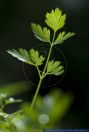 Petroselinum crispum,Petersilie,Parsley