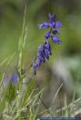 Polygala vulgaris,Gewoehnliches Kreuzbluemchen,Common milkwort