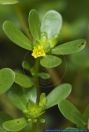 Portulaca oleracea,Wilder Portulak,Common Purslane