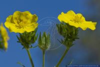 Potentilla recta,Aufrechtes Fingerkraut,Sulphur Cinquefoil