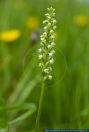 Pseudorchis albida,Weisse Hoeswurz,Small White Orchid