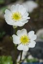 Ranunculus alpestris,Alpen-Hahnenfuss,Alpine Buttercup