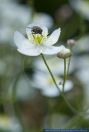 Ranunculus platanifolius,Platanenblaettriger Hahnenfuss,Large White Buttercup