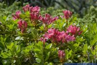 Rhododendron hirsutum,Bewimperte Alpenrose,Hairy Rhododendron