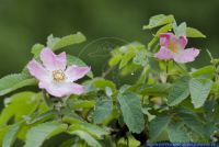 Rosa villosa,Apfel-Rose,Apple Rose