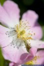 Rosa canina,Hunds-Rose,Dog Rose,Haggebutt,Wild Rose