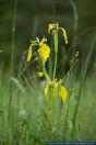 Iris pseudacorus,Wasser-Schwertlilie,Yellow Flag