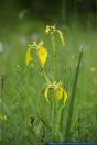 Iris pseudacorus,Wasser-Schwertlilie,Yellow Flag