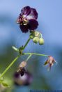 Geranium phaeum,Brauner Storchschnabel,Dusky Cranesbill,Mourning Widow