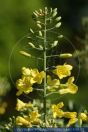 Brassica oleracea, Grünkohl, Braunkohl, Krauskohl, Wild Cabbage 