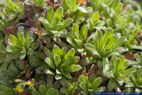 Saxifraga paniculata,Trauben-Steinbrech,White Mountain saxifrage