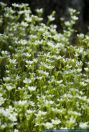 Saxifraga tenella,Zarter Steinbrech,Slender saxifrage
