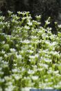 Saxifraga tenella,Zarter Steinbrech,Slender saxifrage