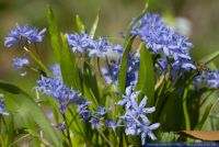 Scilla bifolia,Zweiblaettriger Blaustern,Meerzwiebel,Alpine squill