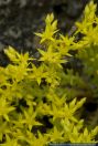 Sedum sexangulare,Milder Mauerpfeffer,Tasteless Stonecrop