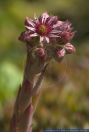 Sempervivum tectorum,Hauswurz,Houseleak, common houseleek