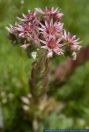 Sempervivum tectorum,Hauswurz,Houseleak, common houseleek