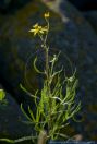 Senecio inaequidens,Schmalblaettriges Greiskraut,Narrow-Leaved Ragwort