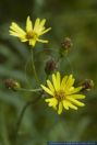 Senecio paludosus,Sumpf-Greiskraut,Fen Ragwort