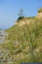 Sonchus palustris,Sumpf-Gaensedistel,Marsh Sow-Thistle